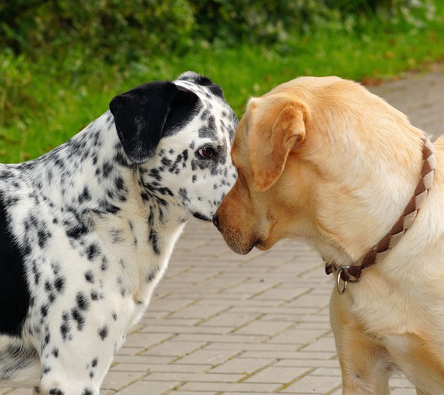 Ein schwarz-weiß gefleckter Hund und ein Golden Retriever, die beide eine ausgezeichnete Leinenführigkeit zeigen, stehen auf einem Steinweg und berühren freundschaftlich ihre Nasen. Im Hintergrund ist grünes Gras zu sehen.