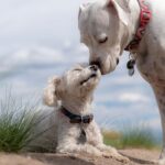 Ein großer weißer Hund stupst einen kleinen weißen flauschigen Hund auf einem grasbedeckten, sandigen Gelände unter einem bewölkten Himmel sanft an. Beide Hunde tragen Halsbänder und zeigen ein ruhiges, liebevolles Wesen, was selbst für einen Anfänger eine ausgezeichnete Leinenführigkeit in der Hundeerziehung darstellt.