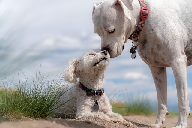 Ein großer weißer Hund stupst einen kleinen weißen flauschigen Hund auf einem grasbedeckten, sandigen Gelände unter einem bewölkten Himmel sanft an. Beide Hunde tragen Halsbänder und zeigen ein ruhiges, liebevolles Wesen, was selbst für einen Anfänger eine ausgezeichnete Leinenführigkeit in der Hundeerziehung darstellt.