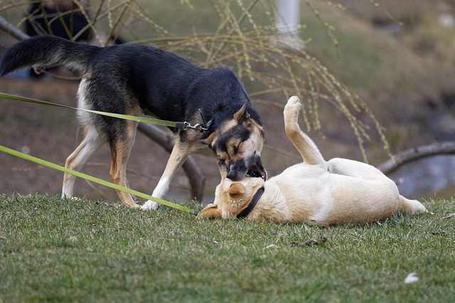 Ein schwarz-brauner und ein hellbrauner Hund balgen spielerisch im Gras, wobei der schwarz-braune Hund dem hellbraunen Hund sanft in den Nacken beißt, der auf dem Rücken liegt und seine Beine in die Luft streckt. Beide Hunde sind an der Leine und zeigen ihre hervorragenden Fähigkeiten im Leinetraining.