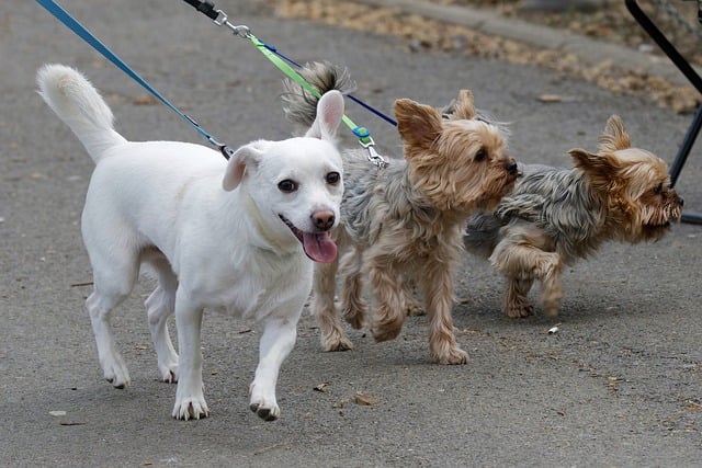 Ein weißer Hund und zwei kleine, pelzige braune Hunde laufen nebeneinander an Leinen auf einem Bürgersteig entlang. Der weiße Hund hechelt mit heraushängender Zunge, während die anderen beiden Hunde nach vorne gerichtet zu sein scheinen. Alle Hunde tragen verschiedenfarbige Leinen, möglicherweise Teil ihrer Leinentrainingseinheiten.