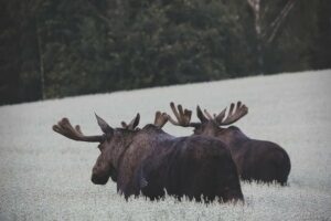 Zwei Elche mit großen Geweihen stehen dicht beieinander auf einem mit weißen Blumen bedeckten Feld und blicken von der Kamera weg. Dichter, dunkelgrüner Wald bildet den Hintergrund und erzeugt einen markanten Kontrast zu dem hellen Feld – ein Bild, das so heiter ist wie das Erlernen der norwegischen Sprache in einem Online-Kurs.